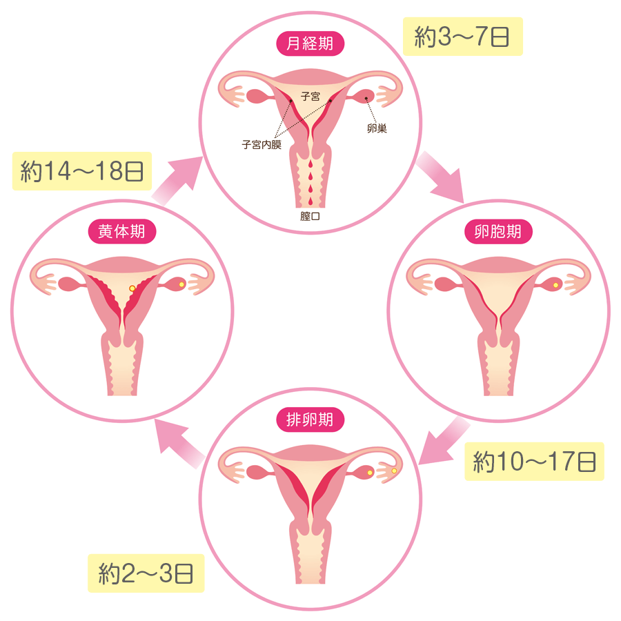 生理周期の図解