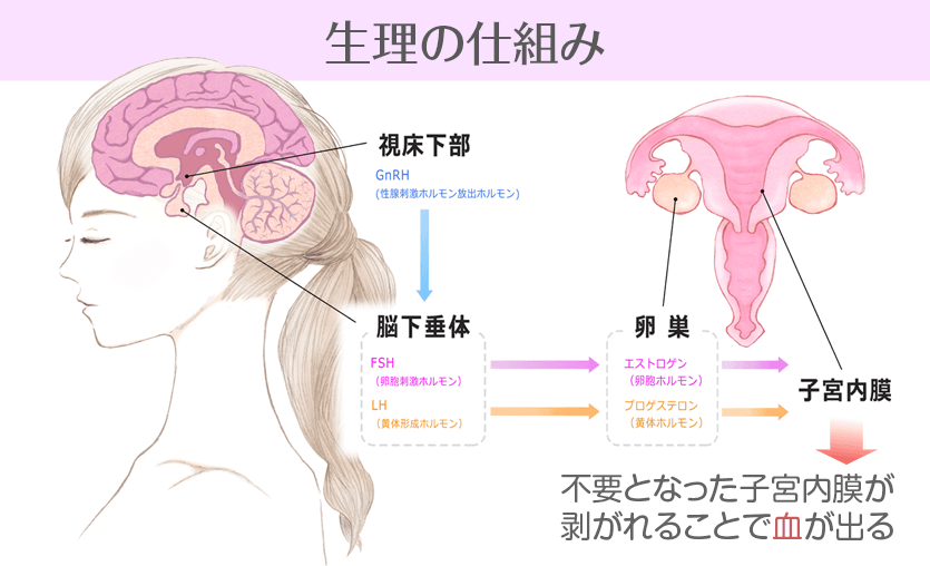 生理の仕組み図解